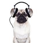 pug dog listening to music with  eyes closed