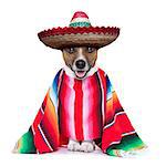 mexican dog with sombrero and a big poncho