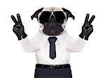 pug dog looking so fancy with victory or peace fingers, wearing cool  black sunglasses