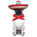 mexican dog with big sombrero hat and red tie
