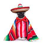 mexican dog with sombrero and a big poncho
