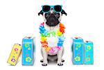 pug dog looking so cool with fancy sunglasses  and lots of bags