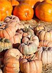 pile of big orange pumpkins at pumpkin patch, autumn vegetables