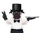 cool pug with gloves and black hat holding an empty service tray ,fingers in peace or victory gesture