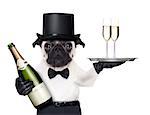 pug with   champagne glasses on a service tray  and a bottle on the other side