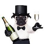 pug with  a champagne glass  and a bottle on the other side toasting for new years eve