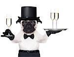 pug with a  champagne glass holding a service tray with two glasses , holding one glass on the other hand