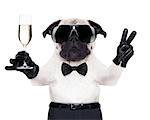 pug with a  champagne glass and victory or peace fingers toasting for new year , looking so cool