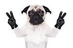 cool pug dog with victory or peace fingers wearing gloves