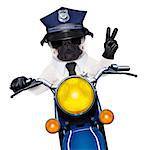 pug police dog on motorbike patrolling the street with peace or victory finger wearing cool sunglasses isolated on white background