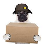 postman pug  dog delivering a big brown package