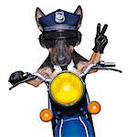POlICE DOG ON DUTY driving a motorbike with victory peace fingers