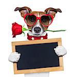 valentines dog with a red rose in mouth , isolated on white background,holding a blackboard , banner or placard