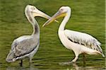 Great White Pelicans (Pelecanus onocrotalus) in Lake in Summer, Bavaria, Germany