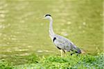 Close-up of Grey Heron (Ardea cinerea) Standing in Lake in Summer, Bavaria, Germany