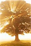 English Oak Tree in Mist at Sunrise