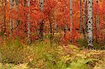 Maple and aspen trees in full autumn colour in woodland.