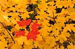 Vivid coloured maple leaves in autumn.