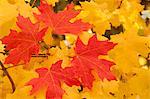 Vivid coloured maple leaves in autumn.