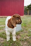 A baby goat outside a barn.