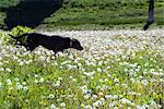 A black Labrador dog in tall meadow grass.