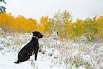 A black Labrador dog in snow.