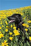 A black Labrador dog in a meadow of bright yellow wildflowers.