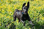 A black Labrador dog running through wildflowers, with her ears flapping.