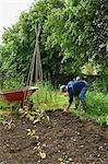 A man in boots digging in the soil in his vegetable garden. Runner beans planted.