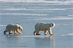 Two polar bears walking on a snowfield in Manitoba.