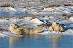 A polar bear group, an adult and two cubs lying on the snow beside water.