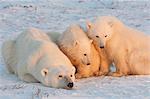 A polar bear family, one adult and two cubs in the wild, on a snowfield at sunset.