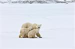 A polar bear group, an adult and two cubs in the wild.