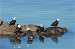 A group of bald eagles, Haliaeetus leucocephalus, perched on rocks by water.