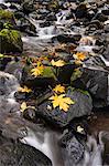 Autumn maple leaves on the smooth rocks at Starvation Creek falls in the Columbia River Gorge.