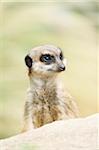 Close-up of meerkat or suricate (Suricata suricatta) in summer, Bavaria, Germany