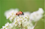 Close-up of a seven-spot ladybird (Coccinella septempunctata) on a blossom in summer, Upper Palatinate, Bavaria, Germany