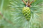 Close-up of a green Scots pine (Pinus sylvestris) cone in a forest in summer, Upper Palatinate, Bavaria, Germany