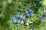 Close-up of common juniper (juniperus communis) fruits in late summer, Upper Palatinate, Bavaria, Germany