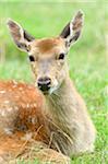 Portrait of a sika deer (Cervus nippon) lying on a meadow in summer, Bavaria, Germany