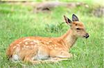 Close-up of a sika deer (Cervus nippon) lying on a meadow in summer, Bavaria, Germany