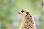 Close-up of meerkat or suricate (Suricata suricatta) in summer, Bavaria, Germany