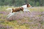 Kooikerhondje jumping in mid-air in an erica meadow in summer, Upper Palatinate, Bavaria, Germany