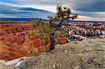 Rim tree and hoodoos with a cloudy winter's sunrise, Rim Trail near Inspiration Point, Bryce Canyon National Park, Utah, United States of America, North America