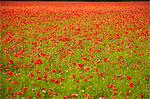 Poppy field, Newark, Nottinghamshire, England, United Kingdom, Europe