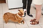 Cropped shot young couple and corgi dog in kitchen