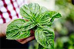 A man holding fresh basil