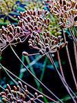 Caraway seeds on an umbel