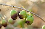 Semi-ripe olives hanging on a sprig