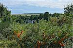 View from Dornbusch with Common Sea-Buckthorn (Hippophae rhamnoides) in Summer, Baltic Island of Hiddensee, Baltic Sea, Western Pomerania, Germany